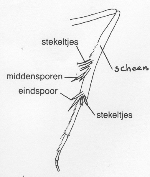 Achterpoot van een Micropterigide.